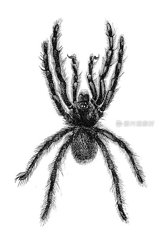 花园蜘蛛(Epeira Diadema)